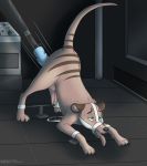  anal anal_penetration animal_genitalia conditional_dnp cum dildo feral fucking_machine machine male mammal marsupial muzzle_(object) penetration sex_toy solo spread_legs spreading thylacine 