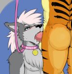  blue_eyes blush butt canine collar cum cum_in_mouth cum_inside domination fangs feline fellatio leash male male/male male_domination mammal oral penis petplay roleplay sex slightly_muscular submissive_male tiger unknown_artist_(artist) wolf 