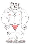  2019 anthro belly blush clothing cute_fangs fangs footwear humanoid_hands jumperbear male mammal moobs nipples overweight overweight_male sandals simple_background solo underwear ursine white_background 