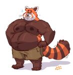  2024 ailurid anthro belly big_belly black_nose bottomwear brown_body clothing cute_fangs eyewear glasses hi_res male mammal moobs navel nipples orange_body overweight overweight_male red_panda ruffus_woofus shorts simple_background solo tongue tongue_out 