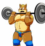  anthro blush briefs canine clothing cum cum_through_clothing dog ejaculation erection exercise kenta_shiba_(character) male mammal navel nipples open_mouth pubes shiba-kenta shiba_inu simple_background teeth underwear weightlifting white_background workout 