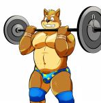  anthro big_muscles blush briefs bulge canine clothing dog exercise kenta_shiba_(character) male mammal muscular muscular_male navel nipples open_mouth pubes shiba-kenta shiba_inu simple_background solo teeth underwear weightlifting white_background workout 