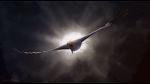  2014 avian beak bird black_bars detailed_background digital_media_(artwork) egyptian_vulture feathered_wings feathers feral flying sinistereternity solo wings 