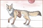  bandanna canine corsac_fox corsack feral fox green_eyes looking_at_viewer mammal marlow outside satchel solo traditional_media_(artwork) whiskers 