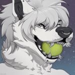  anthro ball canid canine canis digital_media_(artwork) domestic_dog ear_piercing facial_piercing fur grey_eyes hair headshot_portrait hi_res icon kazarart lip_piercing male mammal nordic_sled_dog nose_piercing piercing portrait samoyed simple_background smile solo spitz teeth tennis_ball white_body white_fur 