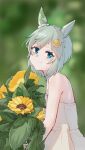  1girl absurdres animal_ears bare_shoulders blue_eyes blush closed_mouth commentary_request dress ear_covers flower grey_hair hair_between_eyes hair_flower hair_ornament hairclip highres holding holding_flower horse_ears horse_girl looking_at_viewer saramiao-chan seiun_sky_(umamusume) short_hair single_ear_cover smile solo strapless sunflower sunflower_hair_ornament umamusume white_dress 