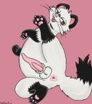 animal_genitalia anus balls black_body black_ears black_fur claws dipstick_tail erection eye_bags fangs feral fur genitals gloves_(marking) hi_res jester_(squigglydraws) leg_markings male mammal markings mustelid musteline nekomew_mew pawpads penis raised_leg red_eyes round_ears sheath sheathed_tapering_penis simple_background socks_(marking) solo solo_focus squigglydraws tail tail_markings teeth true_musteline whiskers white_body white_fur