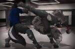 4_toes abs anthro athletic athletic_female black_bottomwear black_clothing black_pants black_tail blue_clothing blue_eyes blue_shirt blue_topwear bottomwear boxing_gloves brown_hair canid canine canis claws clothing defensive digitigrade feet female fight fighting_ring fluffyscar footgear footwear fox grey_bottomwear grey_clothing grey_fox grey_shirt grey_shorts grey_tail grey_topwear hair handwear hariasa_(fluffyscar) hi_res high_kick kick kickboxing male mammal markings midriff motion_lines navel offense pants shirt shorts spandex_pants tail tail_markings toe_claws toes toned_female topwear urocyon wolf