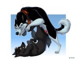 alaskan_malamute balto_(series) black_body black_fur black_nose black_pawpads blue_eyes canid canine canis canon_x_oc colored digital_drawing_(artwork) digital_media_(artwork) domestic_dog duo feral feral_on_feral feral_penetrated feral_penetrating feral_penetrating_feral fur genitals knot looking_at_another male male/male male_feral male_penetrating mammal nordic_sled_dog o-ruff open_mouth orange_eyes pawpads paws penetration penile penis pivoted_ears quadruped red_genitals red_penis sex shaded simple_background smile snout spitz steele_(balto) tail teeth universal_studios white_body