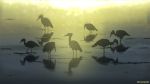  bird commentary crane_(animal) day english_commentary flock highres making_of mclelun no_humans original outdoors reflection scenery signature sparkle sunlight twilight wading water 