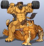 anal anal_penetration anthro arody balls brain-sickness canine duo erection exercise feline humanoid_penis male male/male mammal muscular muscular_male nude penetration penis precum sex sweat tiger weightlifting workout 