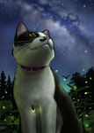  cat cat_focus fireflies from_below fur matataku monita_(matataku) night night_sky no_humans original realistic sitting sky solo star_(sky) starry_sky 