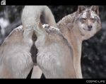  2017 anus butt canine cosmiclife edit female hi_res looking_at_viewer mammal photo_manipulation pose presenting presenting_hindquarters pussy raised_tail solo wolf 