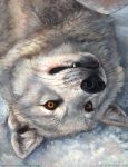  2018 ambiguous_gender bird&#039;s-eye_view brown_eyes bust_portrait canine day feral fur grey_fur hi_res high-angle_view kenket looking_at_viewer lying mammal on_back outside painting_(artwork) portrait snow solo traditional_media_(artwork) url white_fur wolf 