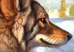  2018 ambiguous_gender blurred_background brown_eyes brown_fur canine coyote day feral fur headshot_portrait kenket looking_at_viewer looking_back mammal outside painting_(artwork) portrait side_view smile snow solo traditional_media_(artwork) url white_fur 