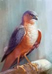  2016 ambiguous_gender avian beak bird digital_media_(artwork) digital_painting_(artwork) falcon feathered_wings feathers feral neboveria orange_eyes solo standing wings 