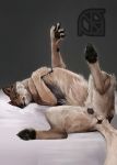  anus bed butt canine cosmiclife female feral flat_chested hi_res hindpaw lying mammal pawpads paws pinup pose presenting presenting_anus presenting_pussy pussy raised_tail semi-anthro solo spread_legs spreading teeth wolf 