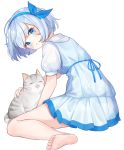  bad_id bad_pixiv_id barefoot blue_dress blue_eyes blue_hairband blush cat dress grey_cat hairband hor looking_back original petting puffy_short_sleeves puffy_sleeves short_hair short_sleeves silver_hair sitting solo 