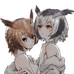  bangs black_hair breasts brown_eyes brown_hair coat commentary eurasian_eagle_owl_(kemono_friends) eyebrows_visible_through_hair fur-trimmed_coat fur_trim head_wings inumoto jacket_pull kemono_friends looking_at_viewer medium_breasts multicolored_hair multiple_girls northern_white-faced_owl_(kemono_friends) off_shoulder parted_lips short_hair sideboob silver_hair simple_background undressing upper_body white_background white_coat yuri 