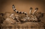  anthro bed chain cheetah claws clothing collar digitigrade ear_piercing feline handcuffs hindpaw jewelry king_cheetah loincloth lying male mammal monochrome mostly_nude necklace on_bed pawpads paws piercing pillow sepia shackles solo titusw whiskers 