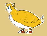  alternate_form alternate_species avian beak bird blue_eyes canine clothing feathers feral footwear fox fur hybrid male mammal miles_prower quail shoes simple_background solo sonic_(series) theleonamedgeo white_fur wide_eyed yellow_feathers 