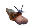  mollusc slug snail tagme 