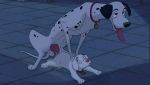  101_dalmatians age_difference ambiguous_gender ambiguous_penetration animal_genitalia animal_penis canine canine_penis collar cub cum cum_inside cum_on_ground cum_on_penis dalmatian disney dog erection eyes_closed feral fur incest male mammal oddball_(101_dalmatians) penetration penis pongo size_difference slinkatchu the_giant_hamster tongue tongue_out white_fur young 