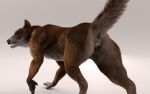  3d_(artwork) animal_genitalia animal_pussy anus black_anus black_nose black_pussy butt canine canine_pussy cosmiclife digital_media_(artwork) dingo female flat_chested hi_res mammal pussy semi-anthro 