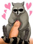  &lt;3 anatomically_correct anatomically_correct_penis balls bestiality feral frottage hindpaw human human_on_feral interspecies male male/male mammal paws penis procyonid questly raccoon sex size_difference uncut vein 