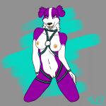  2018 anthro border_collie breasts canine collie digital_media_(artwork) dog female fur harness looking_at_viewer mammal nipples nude pussy simple_background smile solo themadshepherd yukona 
