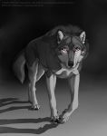  2013 4_toes anisis black_nose canine digital_media_(artwork) looking_at_viewer mammal red_eyes solo standing toes wolf 