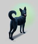  2015 ambiguous_gender anisis black_fur black_nose canine collar dog eyes_closed feral fur mammal paws simple_background solo standing tongue white_background 
