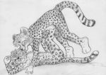  cheetah cub feline kinyama kissing leopard licking male male/male mammal nude playing sundari tongue tongue_out young 