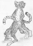  anal anus cheetah cub cum feline kinyama leopard male male/male mammal penis raised_tail sex sundari young 