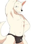  anthro bulge canine clothing dog fur looking_at_viewer male mammal manmosu_marimo navel pinup pose simple_background smile solo speedo swimsuit white_background white_canine_(marimo) white_fur 