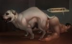  american_bulldog anal anal_penetration animal_genitalia animal_penis ass_to_ass balls bestiality butt canine cum cum_inside dog erection feral human human_on_feral interspecies kamelotnoah knot male male/male mammal open_mouth penetration penis shooter tongue 
