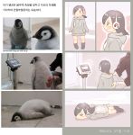  3: animal bird black_hair blush check_commentary check_translation child commentary_request dated drawstring emperor_penguin_(kemono_friends) hair_over_one_eye headphones hood hood_down hoodie kemono_friends korean korean_commentary lying medium_hair o_o on_stomach partial_commentary penguin real_life reference_photo roonhee translation_request watch watermark web_address weighing_scale wristwatch younger 