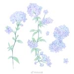  blue_flower check_flower commentary_request flower flower_focus flower_request forget-me-not_(flower) mioda_xi no_humans original pinyin_commentary simple_background too_many_flowers watermark weibo_logo weibo_username white_background 