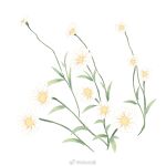  commentary_request daisy flower flower_focus mioda_xi no_humans original pinyin_commentary simple_background watermark weibo_logo weibo_username white_background white_flower 