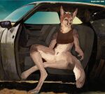  5_fingers alex-dep-998 anthro arm_tuft artist_name blanford's_fox blue_eyes body_hair bottomless bottomless_female brown_hair brown_nose brown_pubes canid canine car clothed clothing container cup digital_media_(artwork) eyebrows female fennec_fox fingers fluffy fox fur fur_markings genitals glare glass glass_container glass_cup grey_body grey_fur hair hi_res long_tail mad_max mammal markings navel pubes public public_nudity scar solo tail topic true_fox tuft vehicle victoria water 