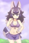  animal_ears bikini black_hair blue_eyes blush breasts cleavage closed_mouth collarbone eyebrows_visible_through_hair fanning_face grey_wolf_(kemono_friends) heterochromia kemono_friends large_breasts long_hair looking_away multicolored_hair navel solo swimsuit tail tongue tongue_out white_hair wirou wolf_ears wolf_tail yellow_eyes 