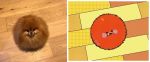  ambiguous_gender animated bird&#039;s-eye_view canine dog feral flipnote_studio fluffy high-angle_view keke looking_at_viewer looking_up mammal photography_(artwork) pomeranian real spinning toony wooden_floor 