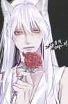  1boy animal_ears bare_shoulders bishounen black_background closed_mouth collarbone commentary_request dated eyelashes fingernails flower fox_boy fox_ears grey_background hair_between_eyes hand_up holding holding_flower kurama_(yu_yu_hakusho) long_hair looking_at_viewer male_focus red_flower red_rose rose shirt simple_background sleeveless sleeveless_shirt slit_pupils solo twitter_username upper_body white_hair white_shirt yellow_eyes ykmr_(haga) yu_yu_hakusho 