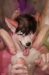  2018 anthro athletic balls black_hair blue_eyes canine chunie claws detailed_background digital_media_(artwork) dog erection feline fur glans hair handjob hi_res humanoid_penis inside kneeling looking_at_viewer male male/male mammal muscular muscular_male navel nude open_mouth partially_retracted_foreskin penis penis_everywhere pink_fur precum pubes retracted_foreskin sex smile solo solo_focus standing tiger tongue tongue_out uncut vein veiny_penis white_fur 