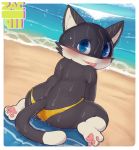  beach black_fur blue_eyes blush butt cat clothed clothing feline fur looking_at_viewer male mammal morgana_(persona) pawpads pink_pawpads sea seaside semi-anthro skimpy solo swimsuit tongue tongue_out towel water wet white_fur zackary911 