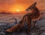  2014 black_nose canine dusk feral fox grass kenket looking_at_viewer mammal outside sky solo sunset 