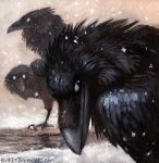  2015 ambiguous_gender avian bird corvid feral group kenket raven snow talons 