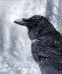  2005 ambiguous_gender avian beak bird black_eyes corvid feathers feral forest grass kenket raven snow solo tree wings 