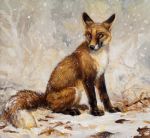  2014 canine claws feral fox kenket mammal outside snow solo toe_claws toes whiskers 