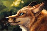  2013 ambiguous_gender black_nose canine feral fox fur kenket mammal orange_fur solo whiskers 